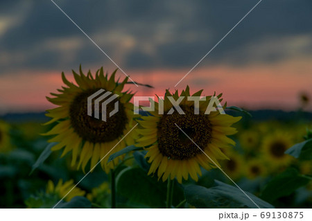 夕暮れのひまわり村 夕暮れのひまわり村 69130875