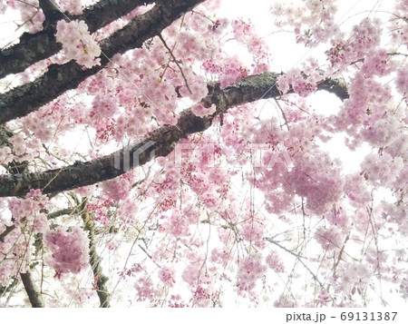 桜 69131387