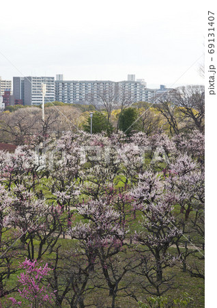 梅林にピンク色の梅の花が咲いています。 69131407