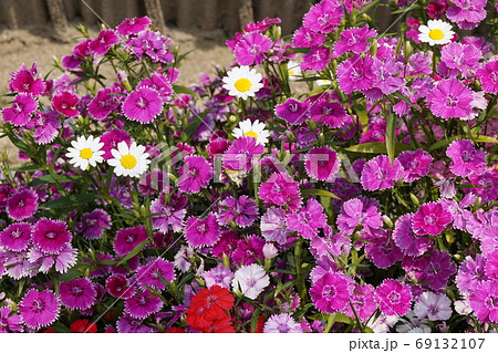 春の花畑 69132107