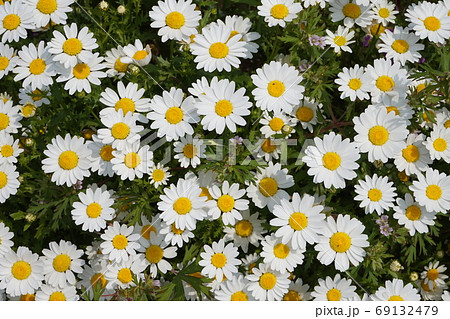 春の花畑 69132479