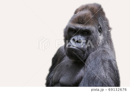 Adult male gorilla back silverの写真素材 [69132676] - PIXTA