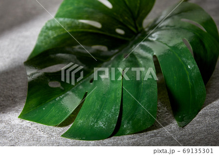 green moist palm tree leaf green moist palm tree leaf 69135301