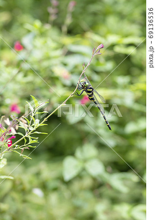 オニヤンマ 69136536