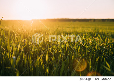 Close Up Young Wheat Shoots In Sunset Sunrise Lights. Countryside Rural Field With Young Wheat Sprouts In Spring Summer Evening. Beauty In Agricultural Field 69136622
