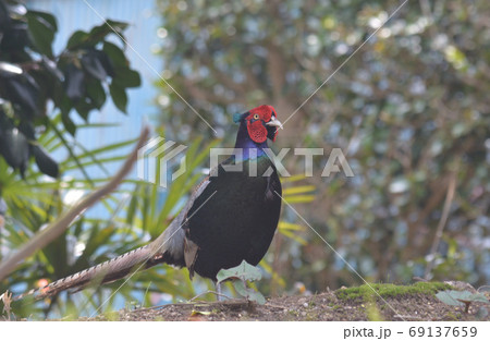 わが家の庭にキジが #8 わが家の庭にキジが #8 69137659