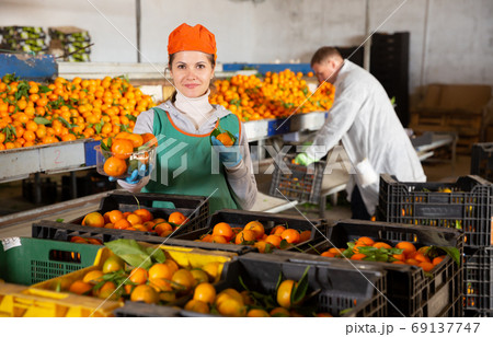 Warehouse employee sorts ripe shops Warehouse employee sorts ripe shops 69137747
