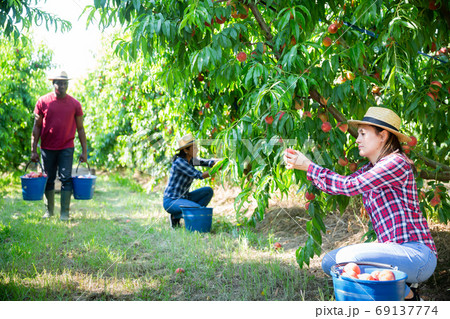 Positive Latina picking ripe peaches in farm orchard Positive Latina picking ripe peaches in farm orchard 69137774