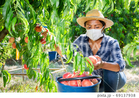 Woman in protective mask harvesting ripe peaches in orchard 69137938