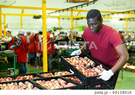 Male warehouse worker loading boxes with peaches Male warehouse worker loading boxes with peaches 69138016