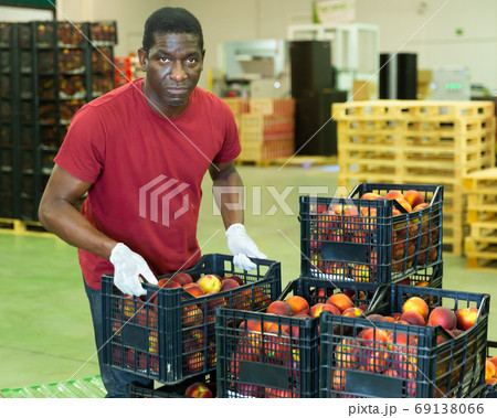 Portrait of african american man working on sorting line at fruit warehouse, stacking boxes with selected peaches 69138066