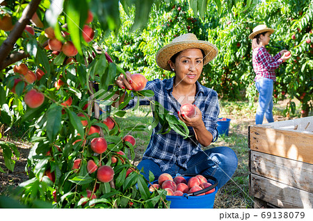 Woman farmer picks ripe peaches in the garden Woman farmer picks ripe peaches in the garden 69138079