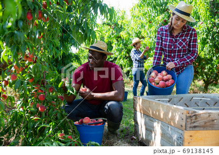 Woman farmer with male partner harvesting ripe peaches in fruit garden 69138145