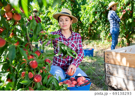 Portraite of positive woman harvests ripe peaches in orchard Portraite of positive woman harvests ripe peaches in orchard 69138293
