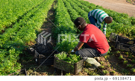 People picking parsley on farm plantation in summer People picking parsley on farm plantation in summer 69138471