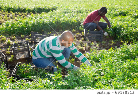 Hispanic man working on field during harvest of parsley Hispanic man working on field during harvest of parsley 69138512