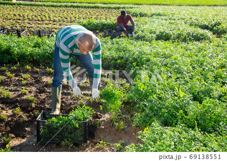 Latino male farmer picking parsley on field Latino male farmer picking parsley on field 69138551