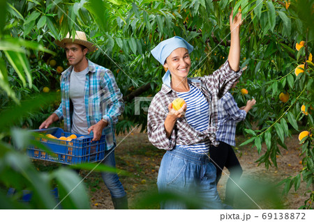 Successful female gardener with ripe peaches in orchard on day Successful female gardener with ripe peaches in orchard on day 69138872