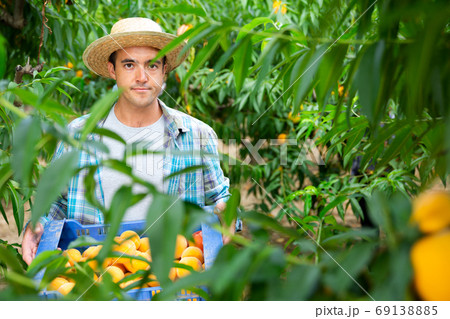 Portrait of smiling farmer with boxes of freshly harvested ripe peaches in garden 69138885