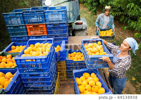 Young female farmer puts boxes of ripe peaches Young female farmer puts boxes of ripe peaches 69138938