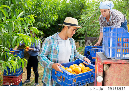 Farmers team puts boxes of peaches on tractor platform 69138955