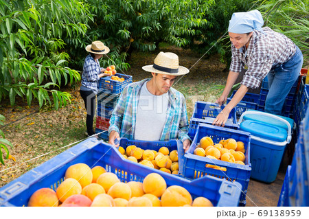 Workers carry boxes of peaches to the tractor platform 69138959