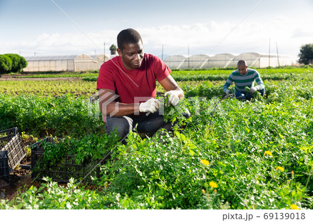 African male farmer picking parsley on field African male farmer picking parsley on field 69139018