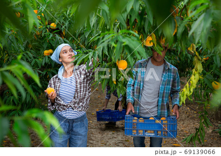 Successful female gardener with ripe peaches in orchard on day Successful female gardener with ripe peaches in orchard on day 69139066