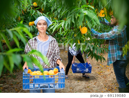 Farmer woman carrying fresh harvest of peaches in crate in fruit garden on day Farmer woman carrying fresh harvest of peaches in crate in fruit garden on day 69139080