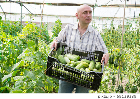 Man gardener holding crate with cucumbers in greenhouse Man gardener holding crate with cucumbers in greenhouse 69139339