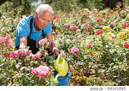 Man watering roses at flower bedの写真素材 [69141085] - PIXTA
