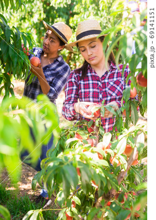 Two women harvest ripe peaches in orchard on sunny day Two women harvest ripe peaches in orchard on sunny day 69141151