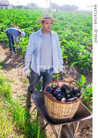 Farmer carries on wheelbarrow basket with harvest of eggplant 69141349