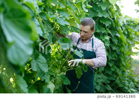 Farmer controlling growth of zucchini Farmer controlling growth of zucchini 69141360