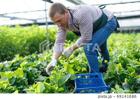 Male horticulturist picking Malabar spinach in greenhouse indoor Male horticulturist picking Malabar spinach in greenhouse indoor 69141686