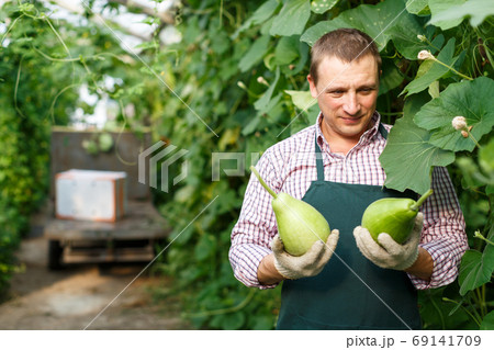 Farmer harvesting fresh zucchini 69141709