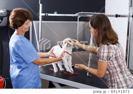 Woman with dog consulting by veterinarian 69141873
