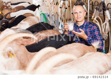 Farm worker in barn with cow milking machines Farm worker in barn with cow milking machines 69142314