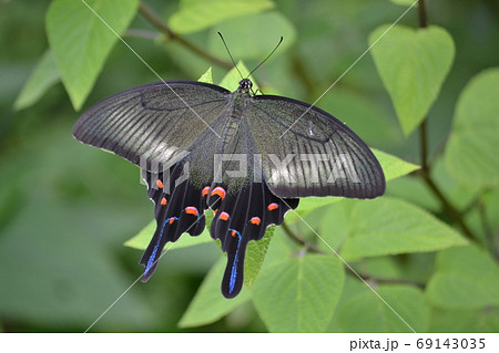 黒アゲハ蝶の写真素材