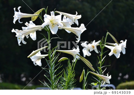 タカサゴユリ 69143039