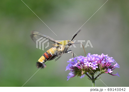 オオスカシバの写真素材