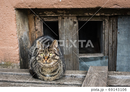 tabby cat homeless is sitting in the basement 69143106