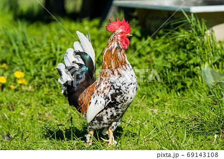 A rooster walks on the green grass A rooster walks on the green grass 69143108