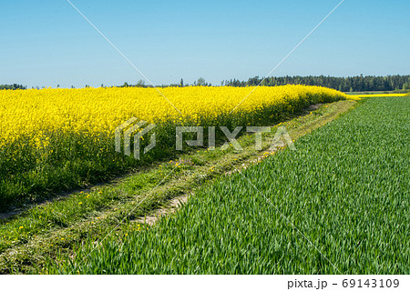 Road through flowering canola fields in Latvia Road through flowering canola fields in Latvia 69143109