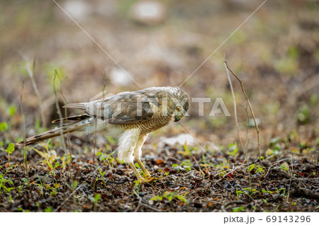 Shikra or Accipiter badius or little banded...の写真素材 [69143296] - PIXTA