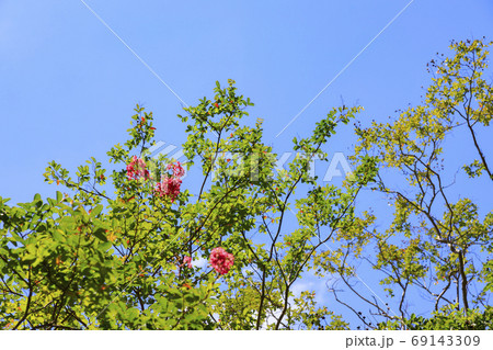 馬見丘陵公園　夏の花々 69143309