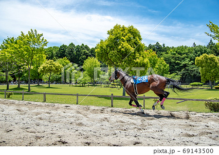 三重県 いなべ市 初夏の両ヶ池公園のいなべ草競馬 騎手なしで走っている馬 三重県 いなべ市 初夏の両ヶ池公園のいなべ草競馬 騎手なしで走っている馬 69143500