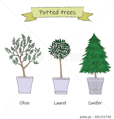鉢植えの木　カラー 69143740