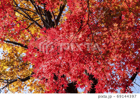 紅葉 69144397