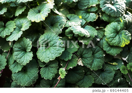 Green background texture of growing leaves in sunlight. Green background texture of growing leaves in sunlight. 69144405